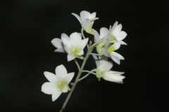 Dendrobium ovatum
