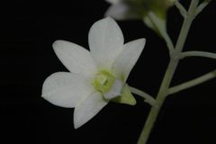 Dendrobium ovatum
