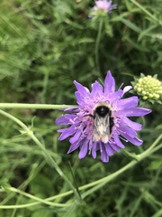 Bombus