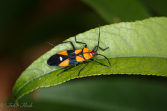 Oncopeltus guttaloides