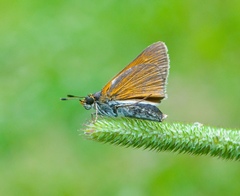 Euphyes bimacula