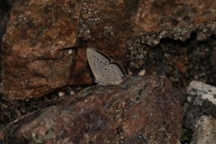 Eicochrysops hippocrates