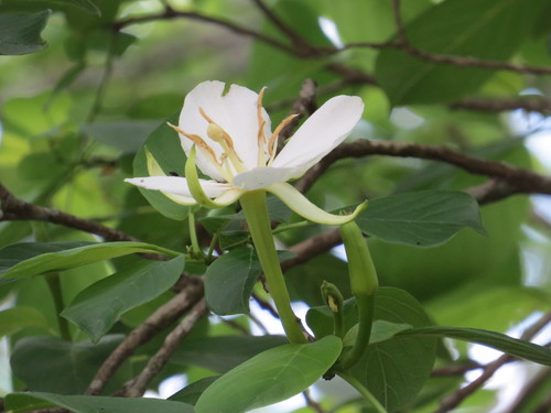 Hauya elegans Moc. & Sessé ex DC.