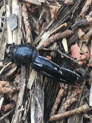 Dorcadion cinerarium