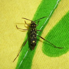 Cotyclytus curvatus