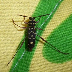 Cotyclytus curvatus
