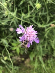 Apis mellifera