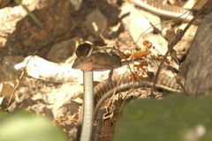 Dendrelaphis tristis