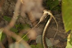 Dendrelaphis tristis