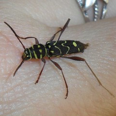 Cotyclytus curvatus