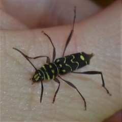 Cotyclytus curvatus