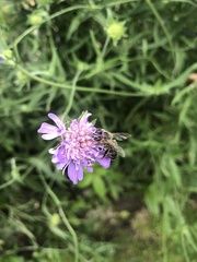 Apis mellifera