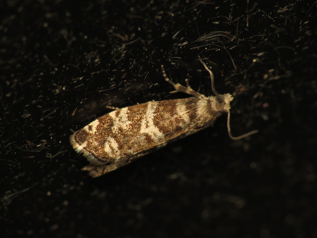 Common Spruce Bell