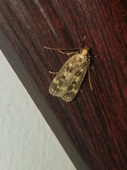 Martyringa latipennis