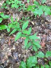 Lysimachia quadrifolia