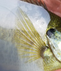 Lepomis macrochirus × microlophus