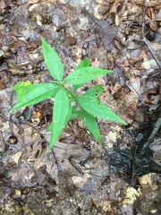 Lysimachia quadrifolia