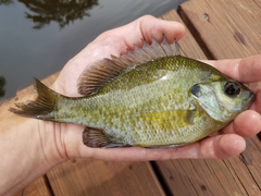 Lepomis macrochirus × microlophus