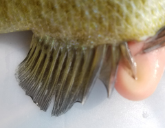 Lepomis macrochirus × microlophus