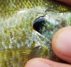 Lepomis macrochirus × microlophus