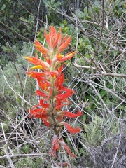 Castilleja subinclusa