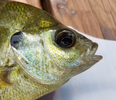 Lepomis macrochirus × microlophus
