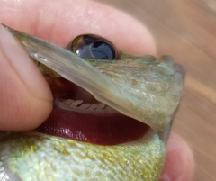 Lepomis macrochirus × microlophus