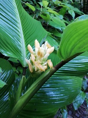 Goeppertia macrosepala