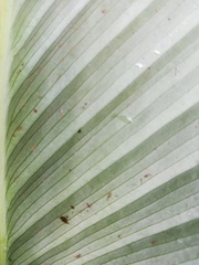 Goeppertia macrosepala