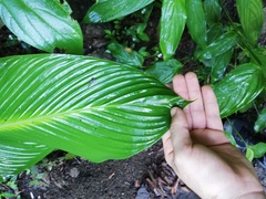 Goeppertia macrosepala