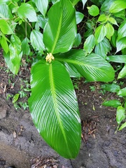 Goeppertia macrosepala