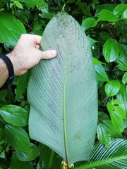 Goeppertia macrosepala