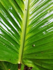 Goeppertia macrosepala