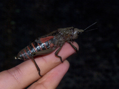 Dictyophorus griseus