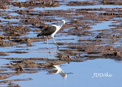 Recurvirostra andina