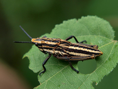 Dictyophorus griseus