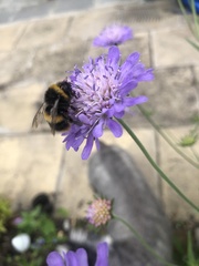 Bombus