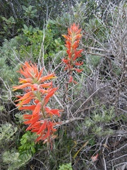 Castilleja subinclusa