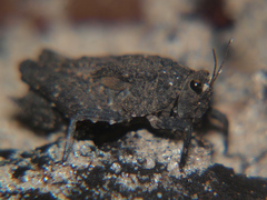 Dasyleurotettix infaustus