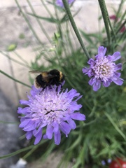 Bombus