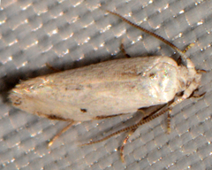 Mea skinnerella