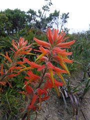 Castilleja subinclusa