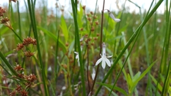 Lobelia dortmanna image