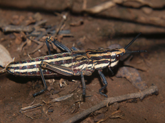 Dictyophorus griseus