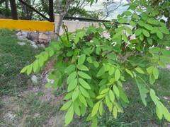 Lonchocarpus