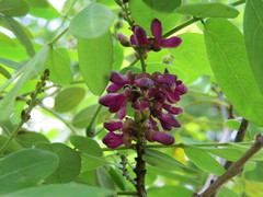 Lonchocarpus