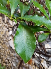 Brunfelsia nitida