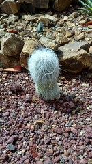 Cephalocereus senilis