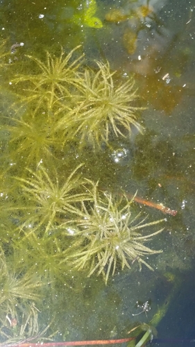 Image of Najas wrightiana by (c) Jay Horn, some rights reserved (CC BY)