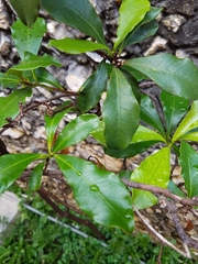 Brunfelsia nitida